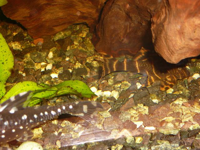 P1060177.JPG - W tle zbrojnik rdzawy lda46