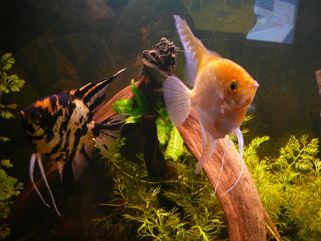 P1180592.JPG - 2,5-roczne skalary