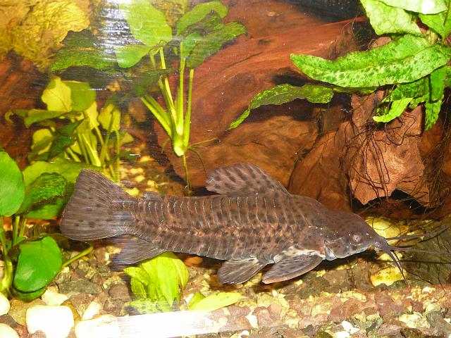 P1180646.JPG - Kiryśnik czarnoplamy