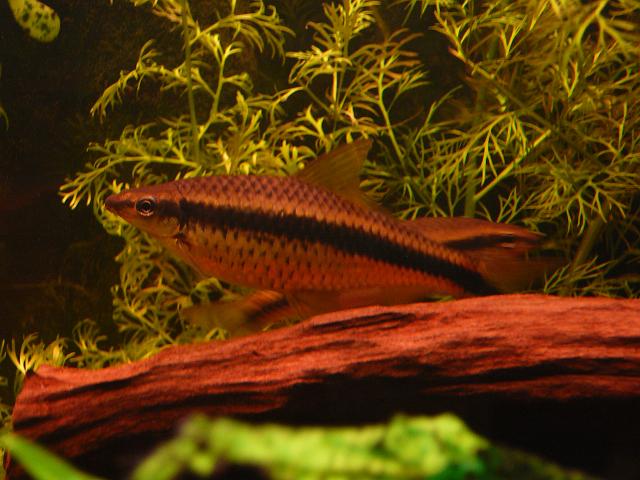 P1180649.JPG - Prawdziwe kosiarki (crossocheilus siamensis)