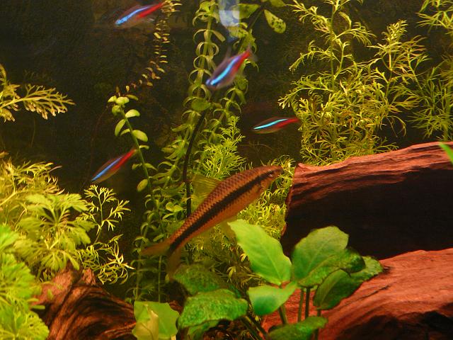 P1180667.JPG - W tle bystrzyki neonowe (neony Innesa)