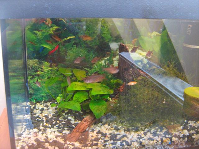 IMG_0023.jpg - Bystrzyki ozdobne