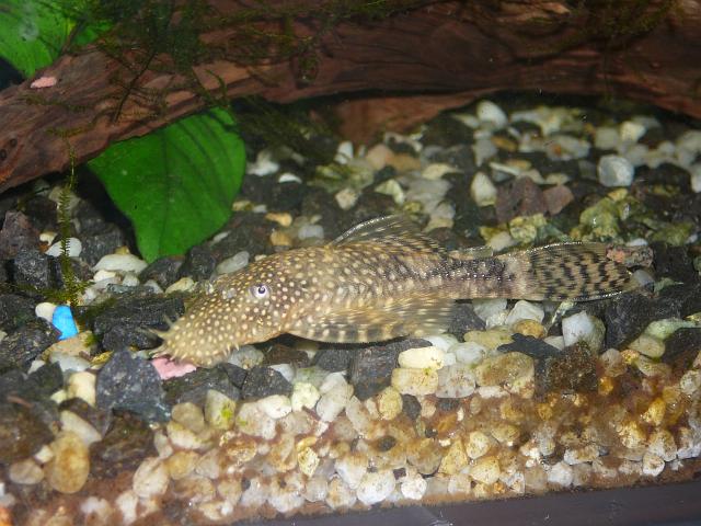 P1050519.JPG - Zbrojnik niebieski tzw. glonojad