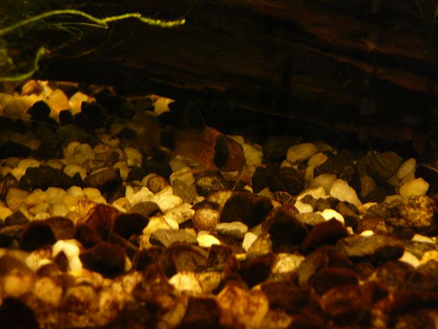 P1190761.JPG - Kirysek panda