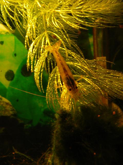 P1190773.JPG - Krewetki Amano