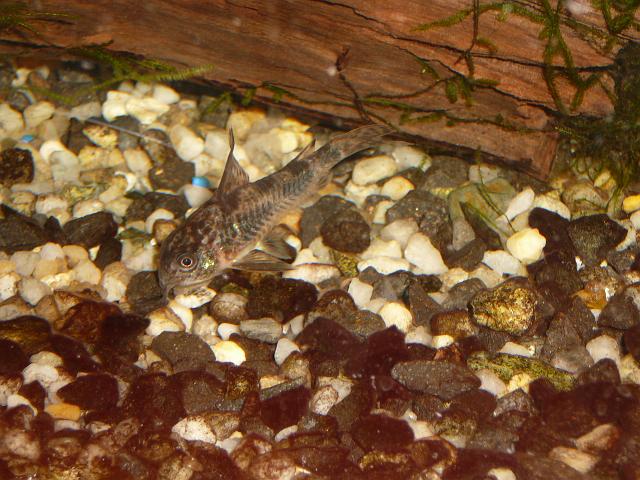 P1190794.JPG - Kirysek pstry